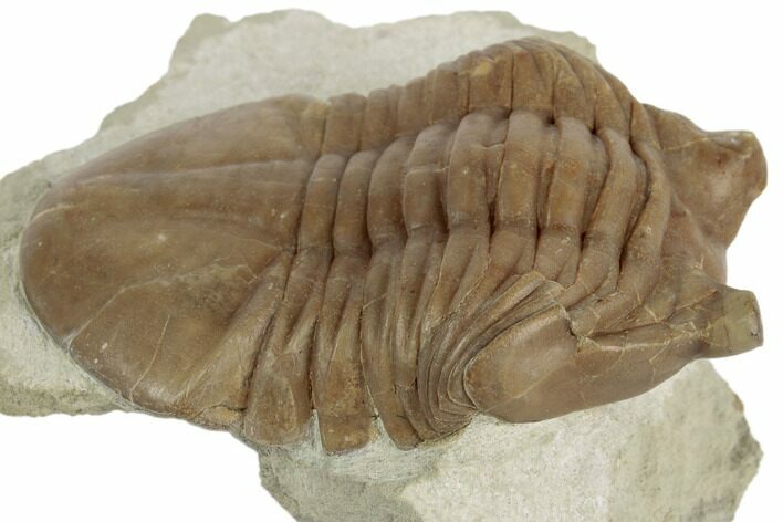 2.5" Asaphus Cornutus Trilobite - Russia
